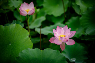 蓮の花