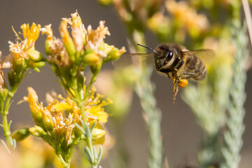 Abeja Europea al vuelo