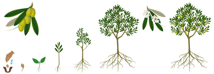 Cycle of growth of a olive tree on a white background.