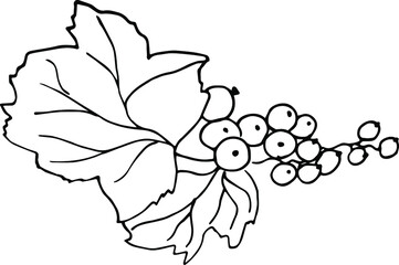Currant berries illustration. Hand-drawn doodles illustration.
Line art.
