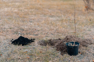 reforestation or young tree sapling or black soil in bucket for planting in yard