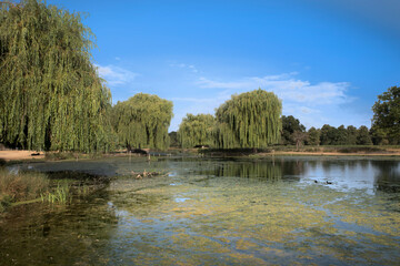 Algae beauty in the park