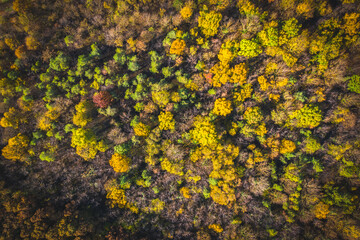 aerial photo of autumn forrest