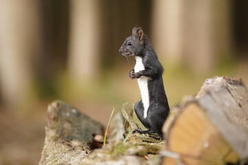 Eichhörnchen © MerkAngela.WH