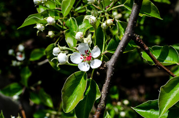 Pear blossoms in May in the garden. Growing pears for sale in the market and making jam