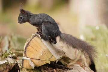Eichhörnchen