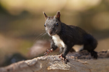 Eichhörnchen