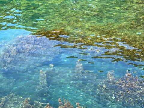 Sea clear turquoise water with dense algae on the bottom. Beautiful transparent seascape. Glittering clean sea aqua.