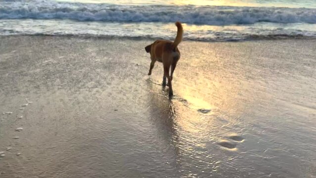 Dog catches a crab running down the sand with his paw. A funny dog pushes a crab with his paw, running to the ocean sea on the sand.