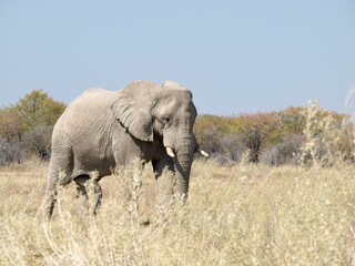Fototapeta na wymiar Wild elephant in Africa in grass with wrinkles and tusks wildlife concept wallpaper copy space