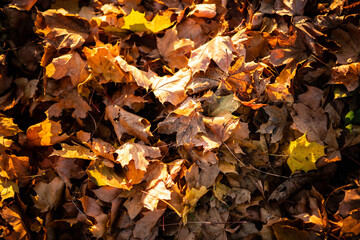 colorful leaves of autumn season