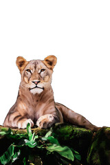 lioness in the grass