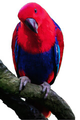 red winged macaw