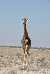 Giraffe in the wild grass walking towards camera in Africa wallpaper 