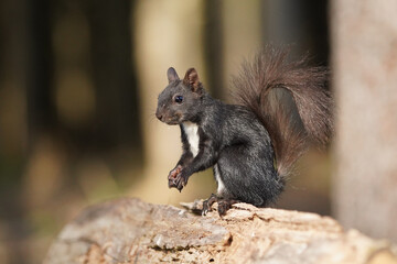 Eichhörnchen