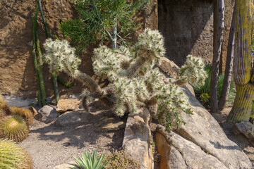 Cactaceae of different species in a garden