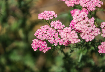 Achillea millefolium, commonly known as yarrow or common yarrow, is a flowering plant in the family Asteraceae. It is native to temperate regions of the Northern Hemisphere.