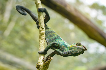 Small jewelled chameleon holding on tree twig, closeup detail © Lubo Ivanko