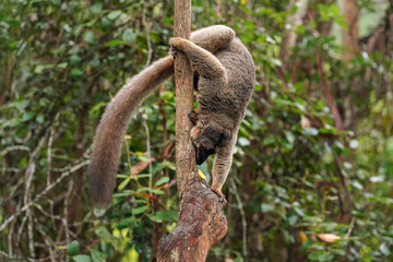 Fototapeta premium Common brown lemur - Eulemur fulvus - holding on a tree upside down about to eat piece of fruit