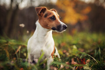 Small Jack Russell terrier dog detail on head and face, nice blurred bokeh autumn background