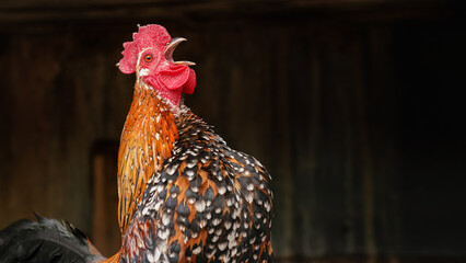 Small bantam chicken rooster with bright feathers, crowing beak open, dark blurred wooden henhouse...