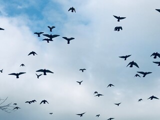 Fototapeta premium birds in the sky - freedom