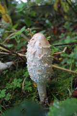 Mushroom