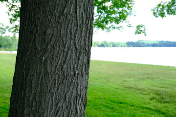 A big tree at park