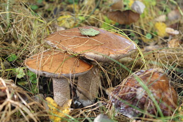 Mushroom in the grass