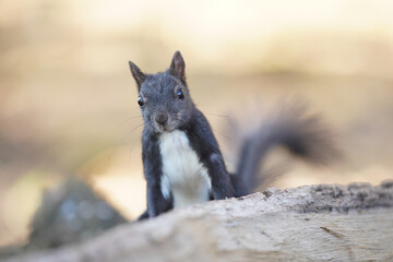 Eichhörnchen