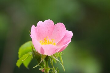 pink flower