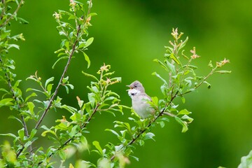 Whitethroat On Branch