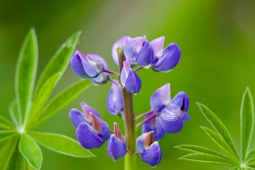 Purple Flower