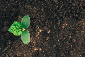 young planted seedlings of cucumber, squash or melon in black fertile farm land 1
