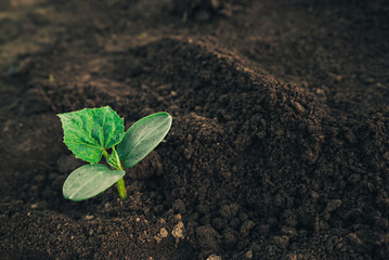 young planted seedlings of cucumber, squash or melon in black fertile farm land