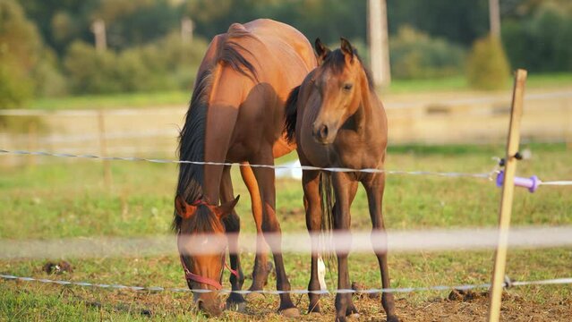 Brown Arabian horses grazing on green field, blurred electric fence foreground, small foal next to mother near