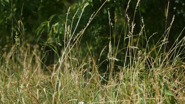 Panorama traw rosnących przy polu powiewających na wietrze wok&oacute;ł krajobrazu wiejskiego w porze letniej, trawy rosnące przy kwitnących polach na tle błękitnego nieba z niemalże bezchmurną pogodą