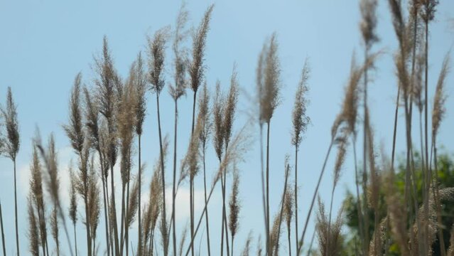 Panorama traw rosnących przy polu powiewających na wietrze wok&oacute;ł krajobrazu wiejskiego w porze letniej, trawy rosnące przy kwitnących polach na tle błękitnego nieba z niemalże bezchmurną pogodą