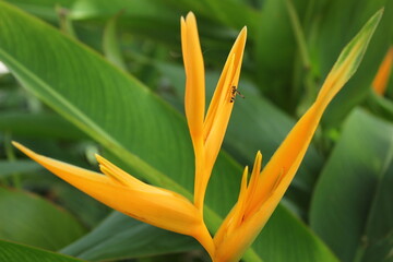 Yellow Flower with Bug on it Nature Life