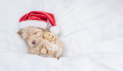 Cute Goldust Yorkshire terrier puppy  wearing red santa hat lying on a bed under white blanket at...