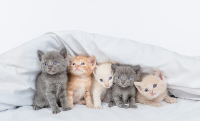 Five tiny kittens sit under a warm blanket on a bed at home