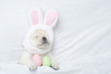 Golden retriever puppy wearing easter rabbits ears sleeps with painted eggs on a bed under warm white blanket at home. Empty space for text