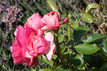 pink roses in garden