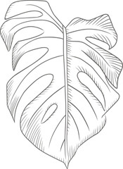 Vector illustration of monstera leaf sketch