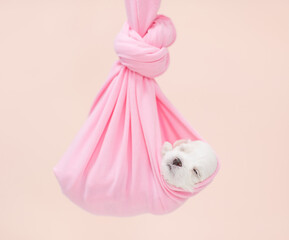 Tiny white lapdog puppy sleeps in the hammock