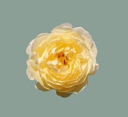front top photo of a  yellow rose isolated on grey background