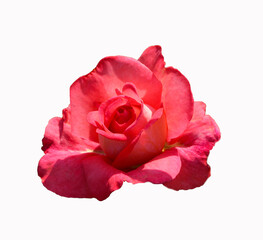 a isolated pink rose flower on a white background