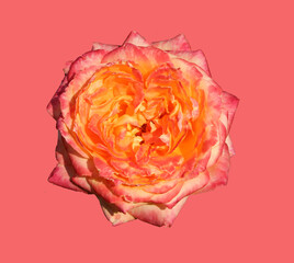 Close-up photo of a isolated pink rose flower on a pink background 