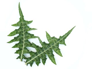 Sea holly leaf on white background. closeup photo, blurred.