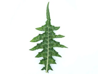 Sea holly leaf on white background. closeup photo, blurred.